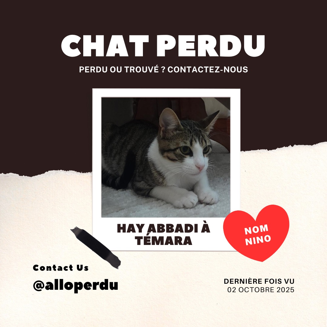 Chat perdu à Témara – NINO, 1 an