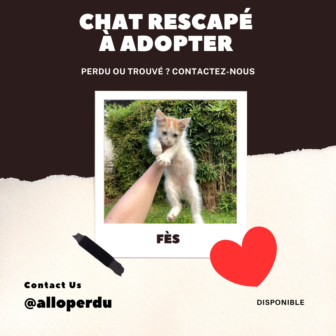 Chat rescapé cherche une famille – Trouvé à Fès (venu de Rabat)