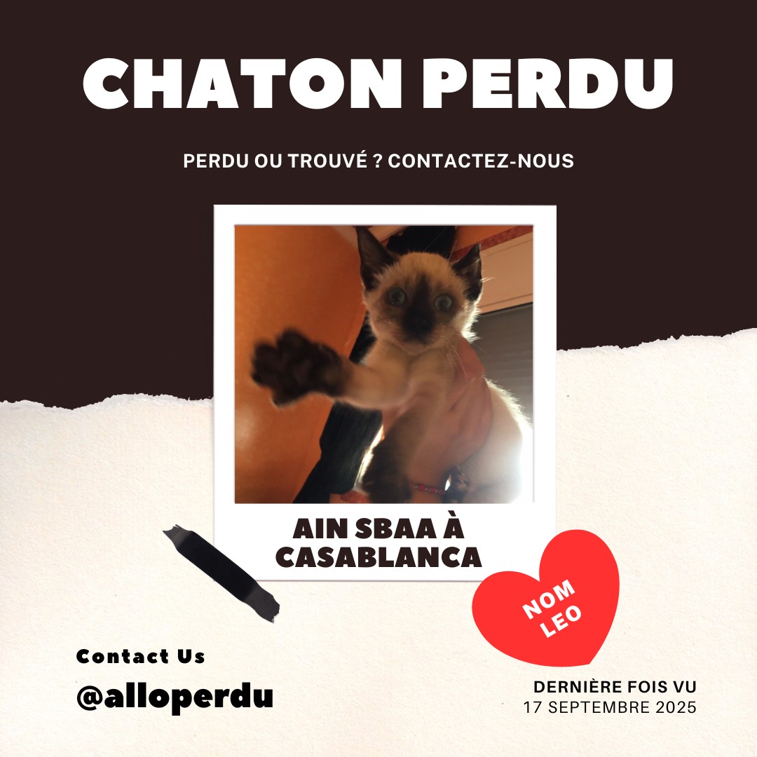 Chaton perdu à Aïn Sebaâ, Casablanca – 2 mois