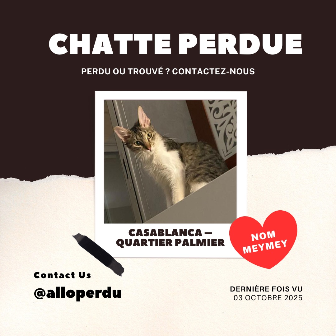 Chatte perdue à Casablanca – Meymey, 7 mois, quartier Palmier
