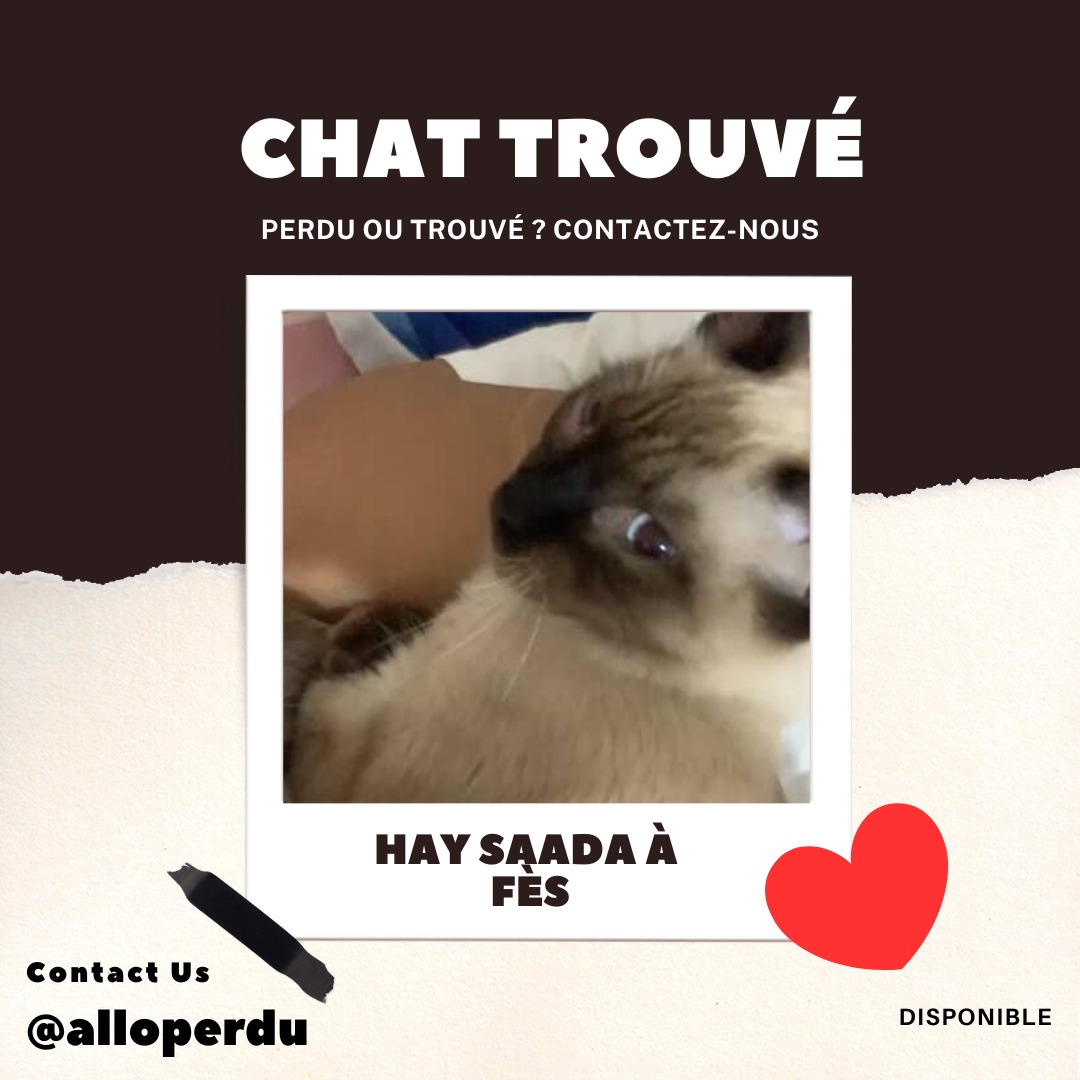 Chat siamois trouvé à Fès – Hay Saada, près du collège El Qods
