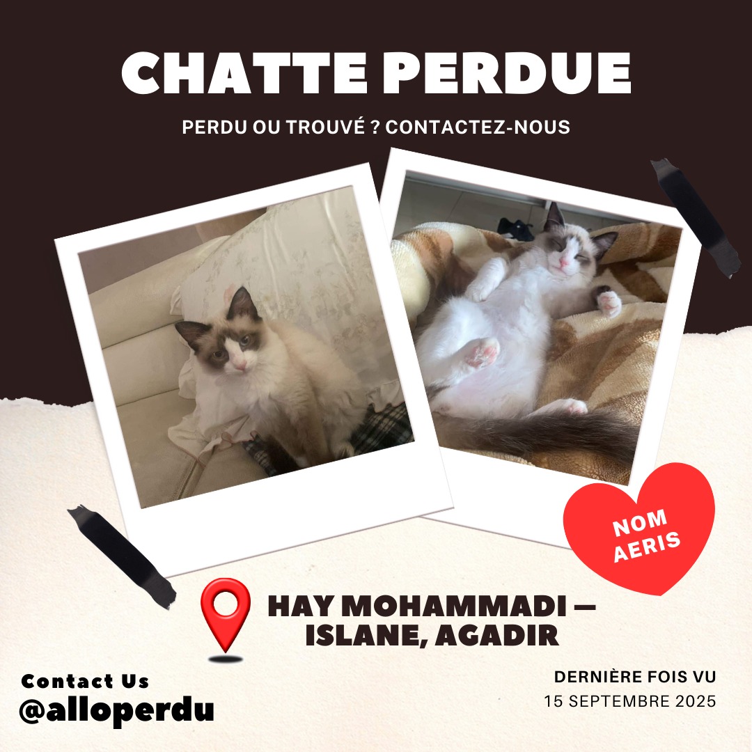 Chatte perdue à Agadir – Aeris, quartier Hay Mohammadi Islane